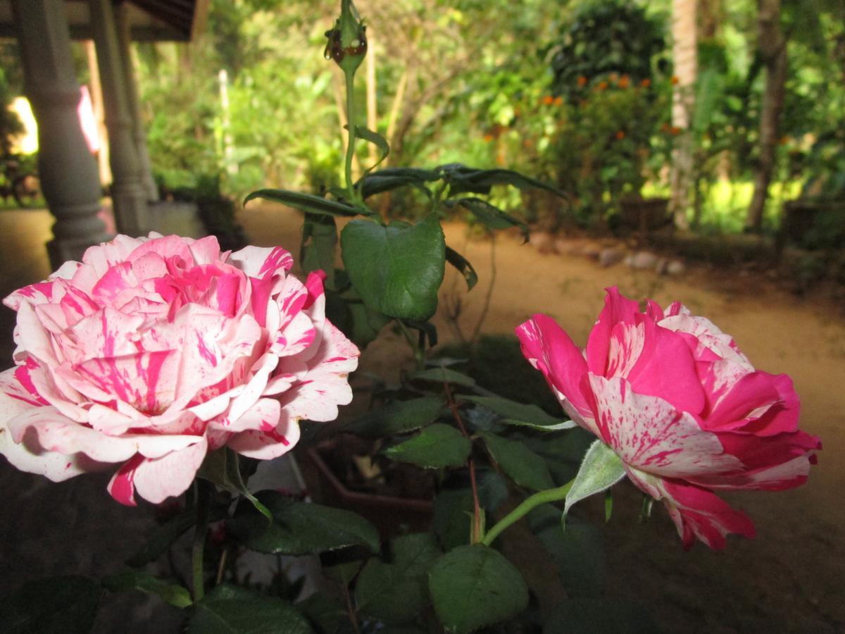 Maneesha Guest House Weligama Exterior foto